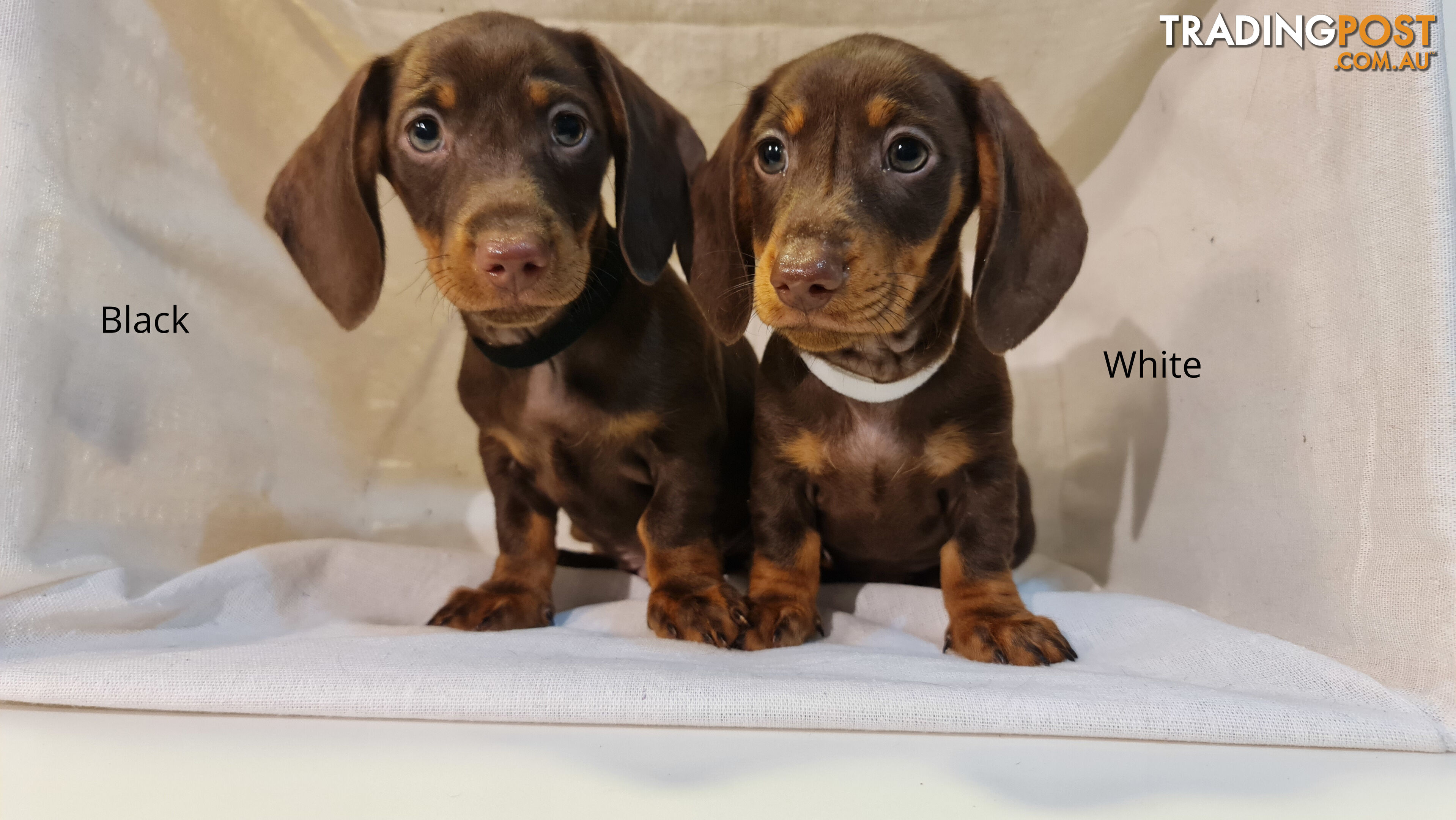 Gorgeous Miniature Dachshund Puppies For Sale