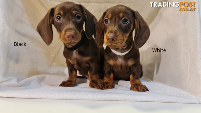 Gorgeous Miniature Dachshund Puppies For Sale