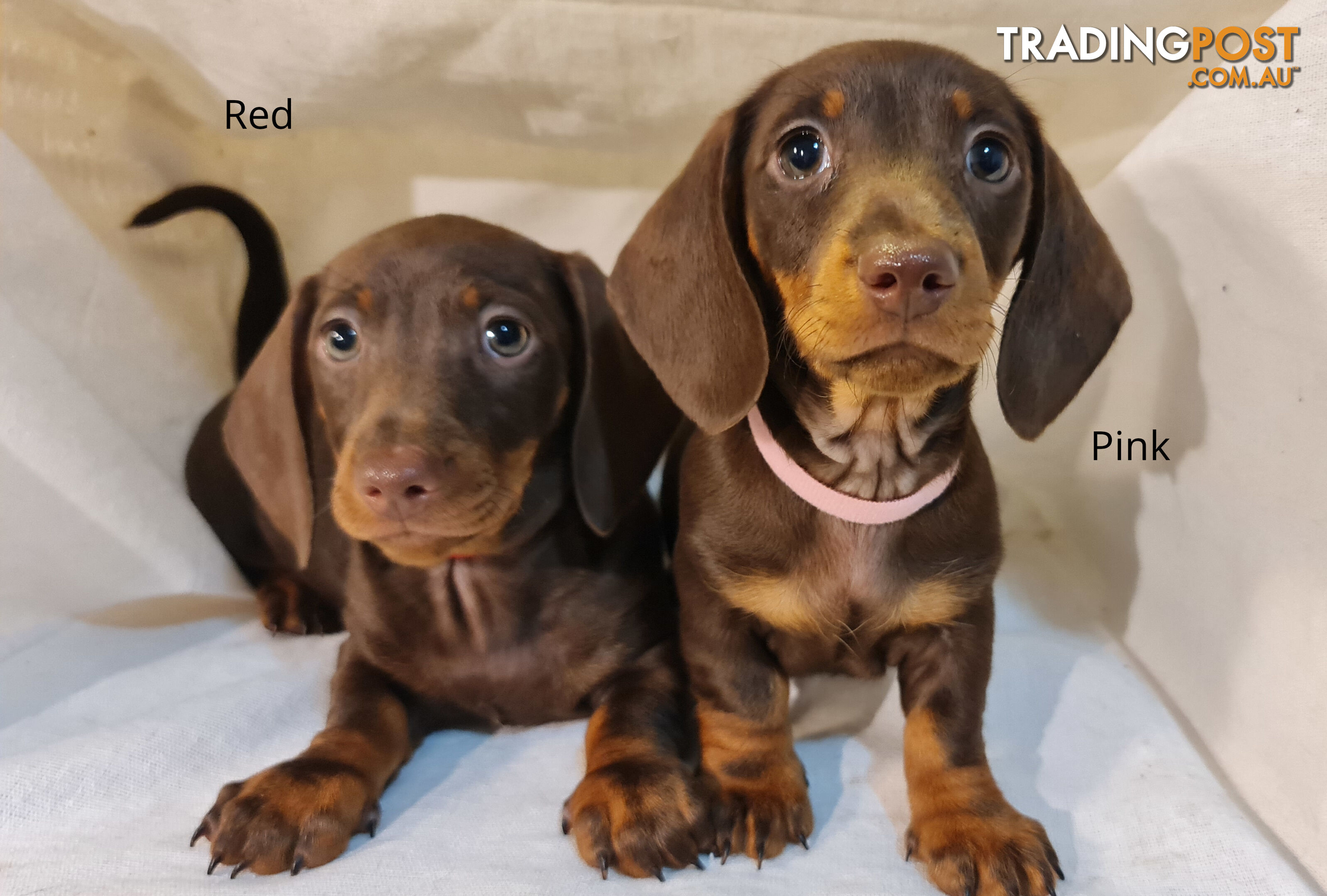 Gorgeous Miniature Dachshund Puppies For Sale