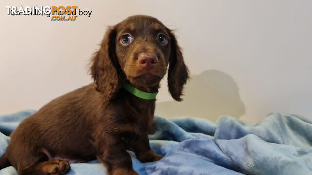 Gorgeous Miniature Dachshund Puppies For Sale