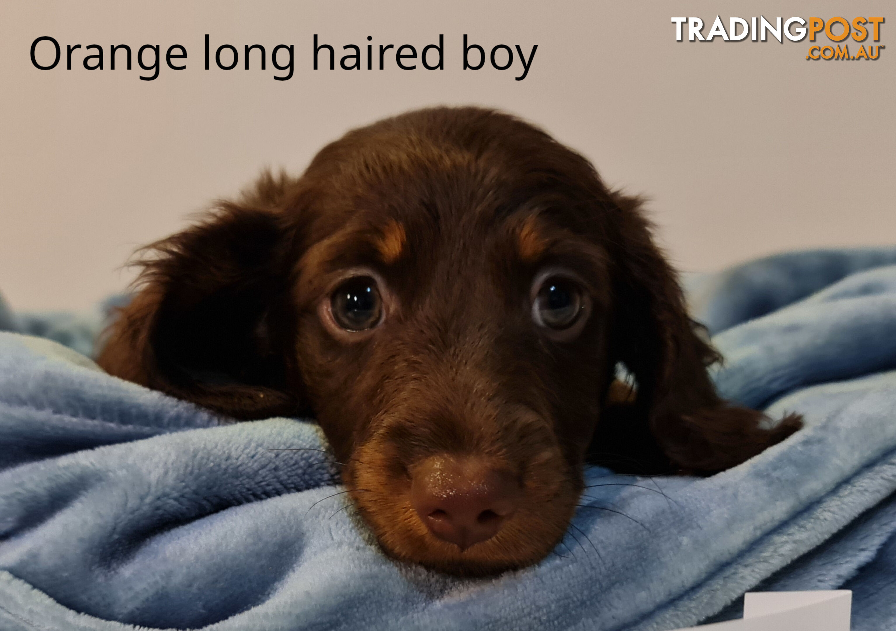 Gorgeous Miniature Dachshund Puppies For Sale