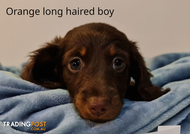 Gorgeous Miniature Dachshund Puppies For Sale