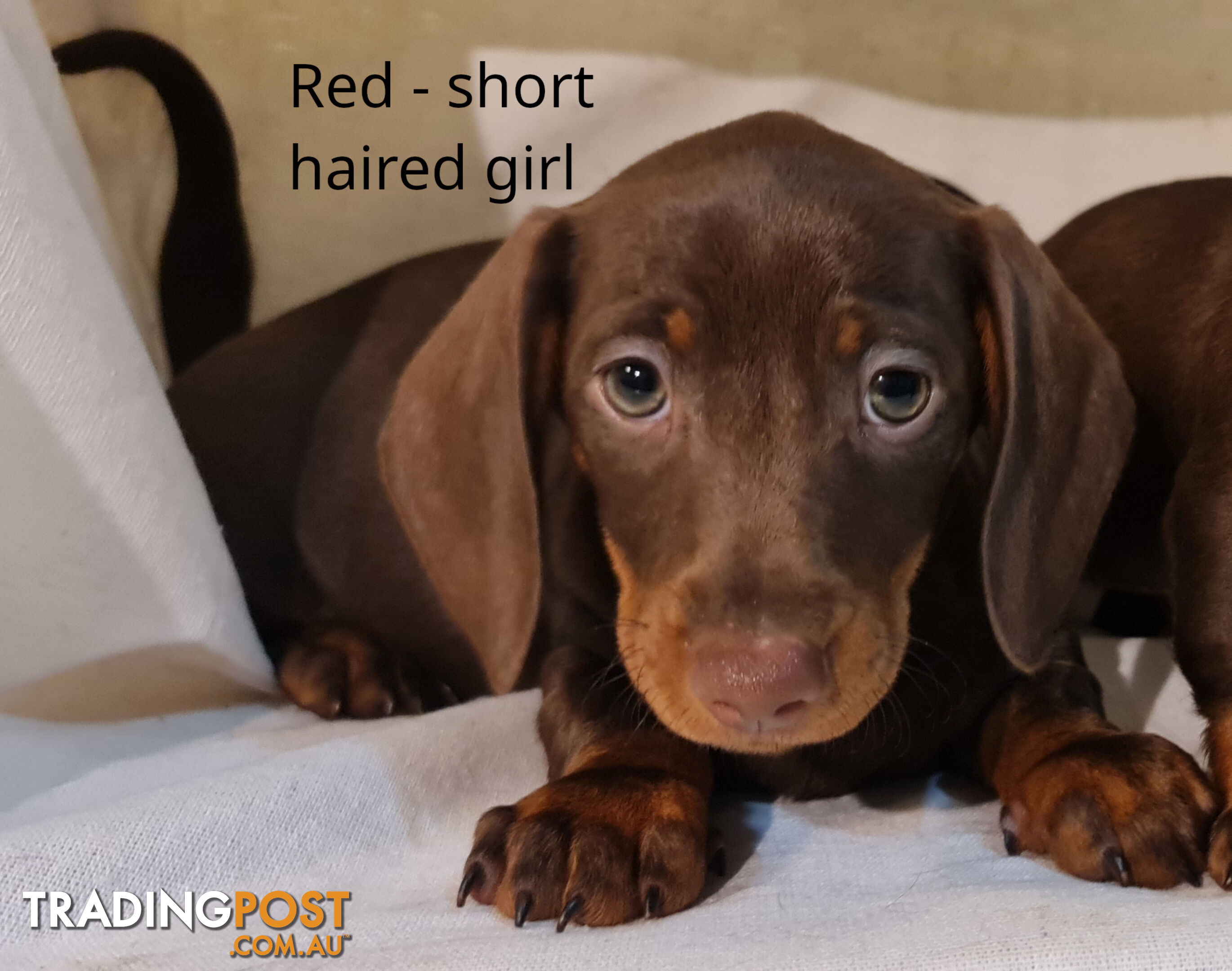 Gorgeous Miniature Dachshund Puppies For Sale