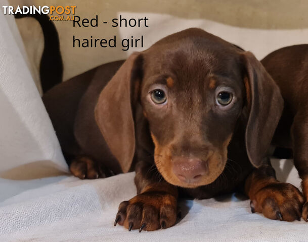 Gorgeous Miniature Dachshund Puppies For Sale