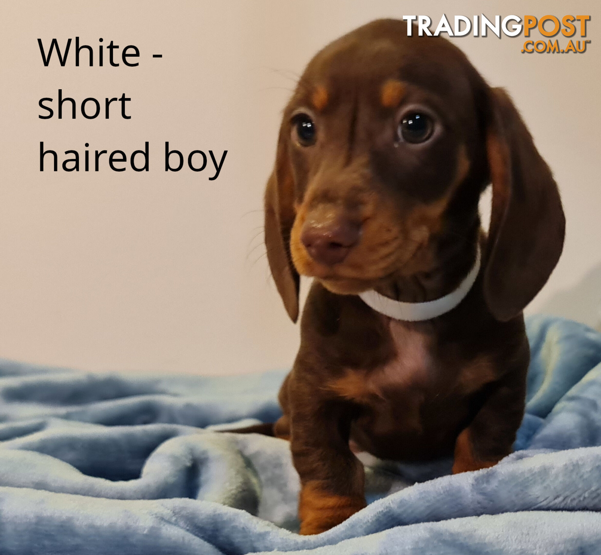 Gorgeous Miniature Dachshund Puppies For Sale