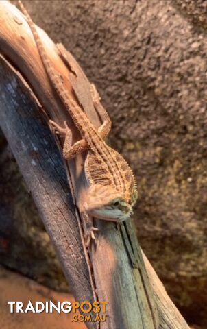 Baby Bearded Dragons - StockCode: 7ZNM9G