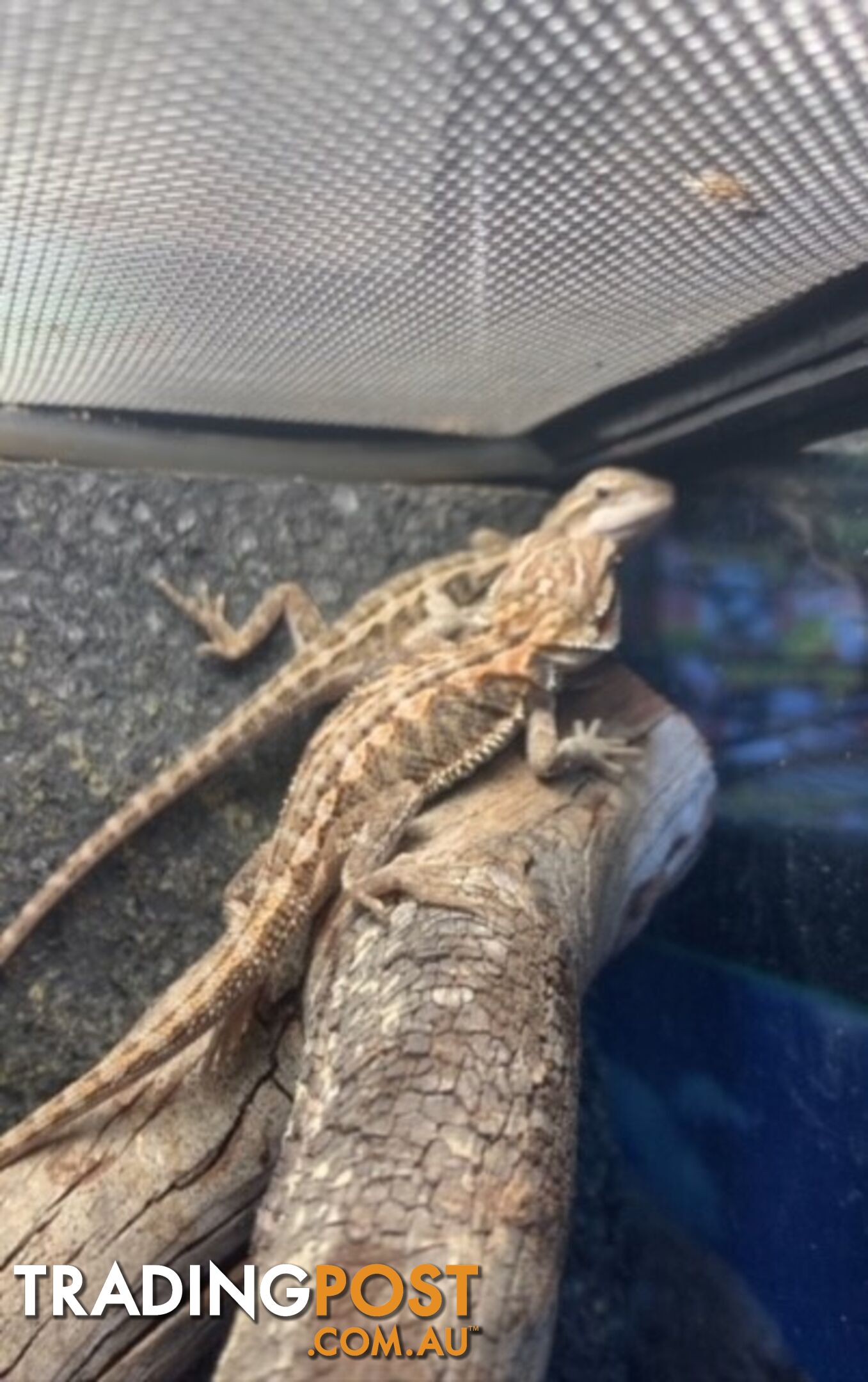 Baby Bearded Dragons - StockCode: 7ZNM9G