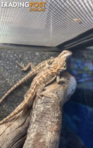 Baby Bearded Dragons - StockCode: 7ZNM9G