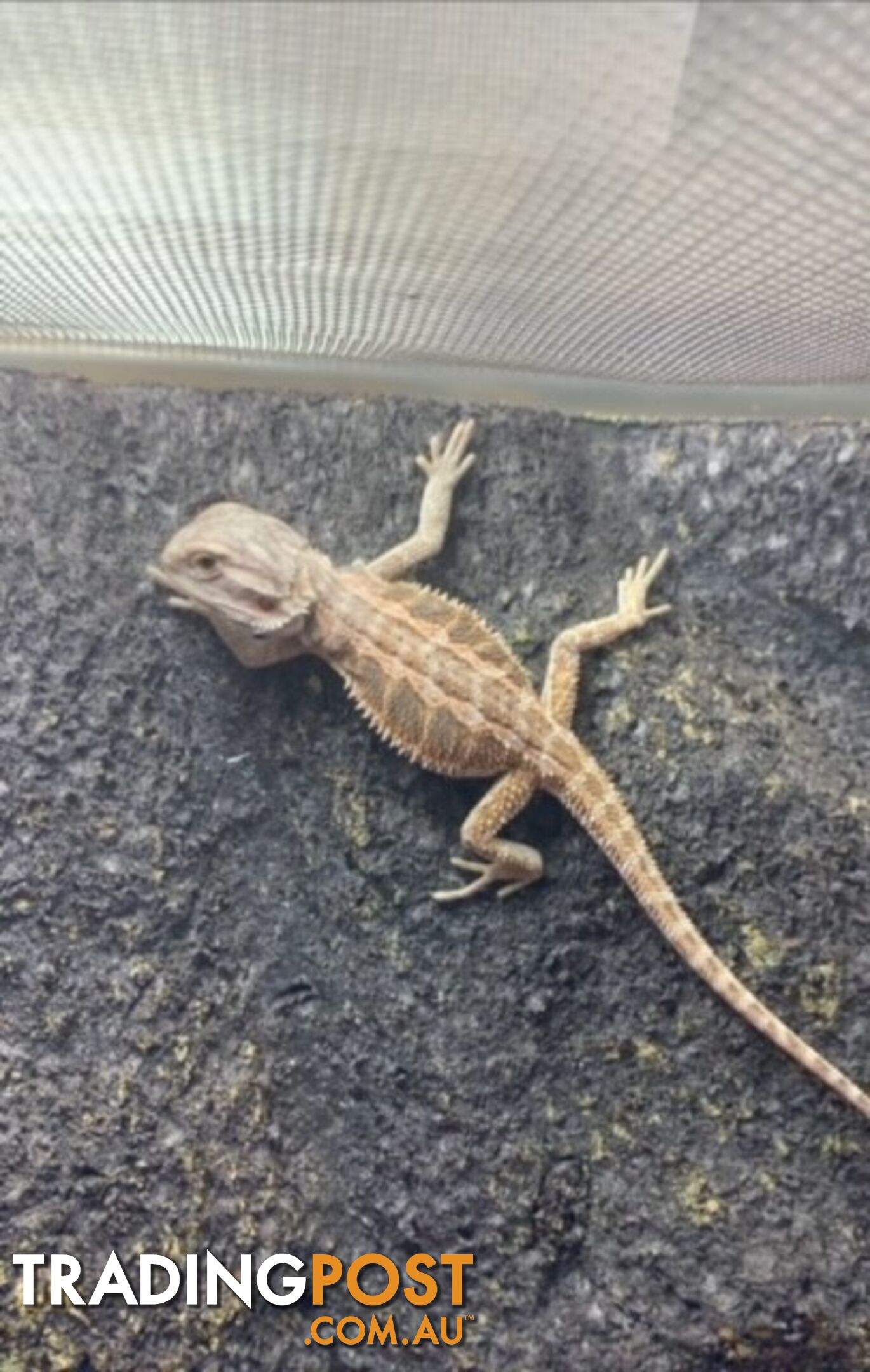 Baby Bearded Dragons - StockCode: 7ZNM9G