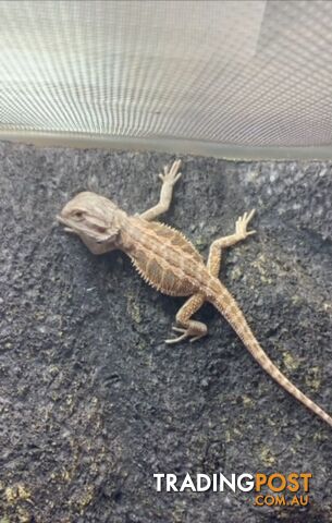 Baby Bearded Dragons - StockCode: 7ZNM9G