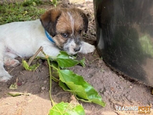 Looking for a playful companion? Rough coat Jack Russell puppies