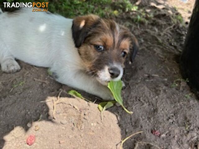 Looking for a playful companion? Rough coat Jack Russell puppies