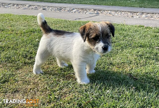 Looking for a playful companion? Rough coat Jack Russell puppies