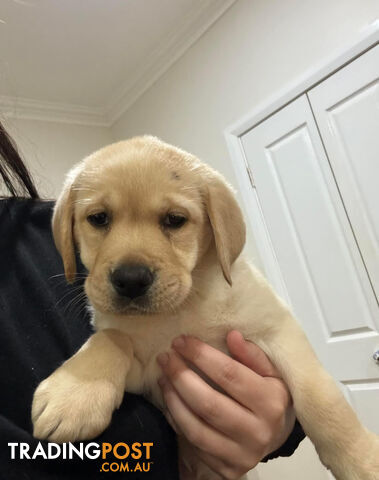 Pure Labrador puppies