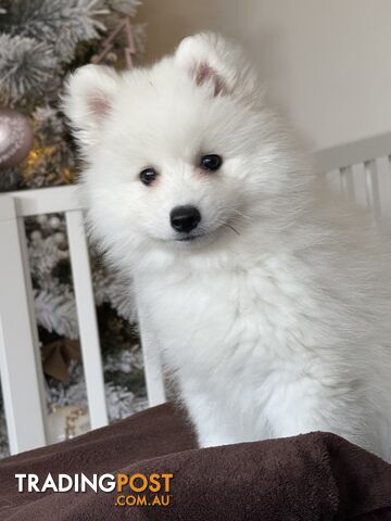 Japanese Spitz