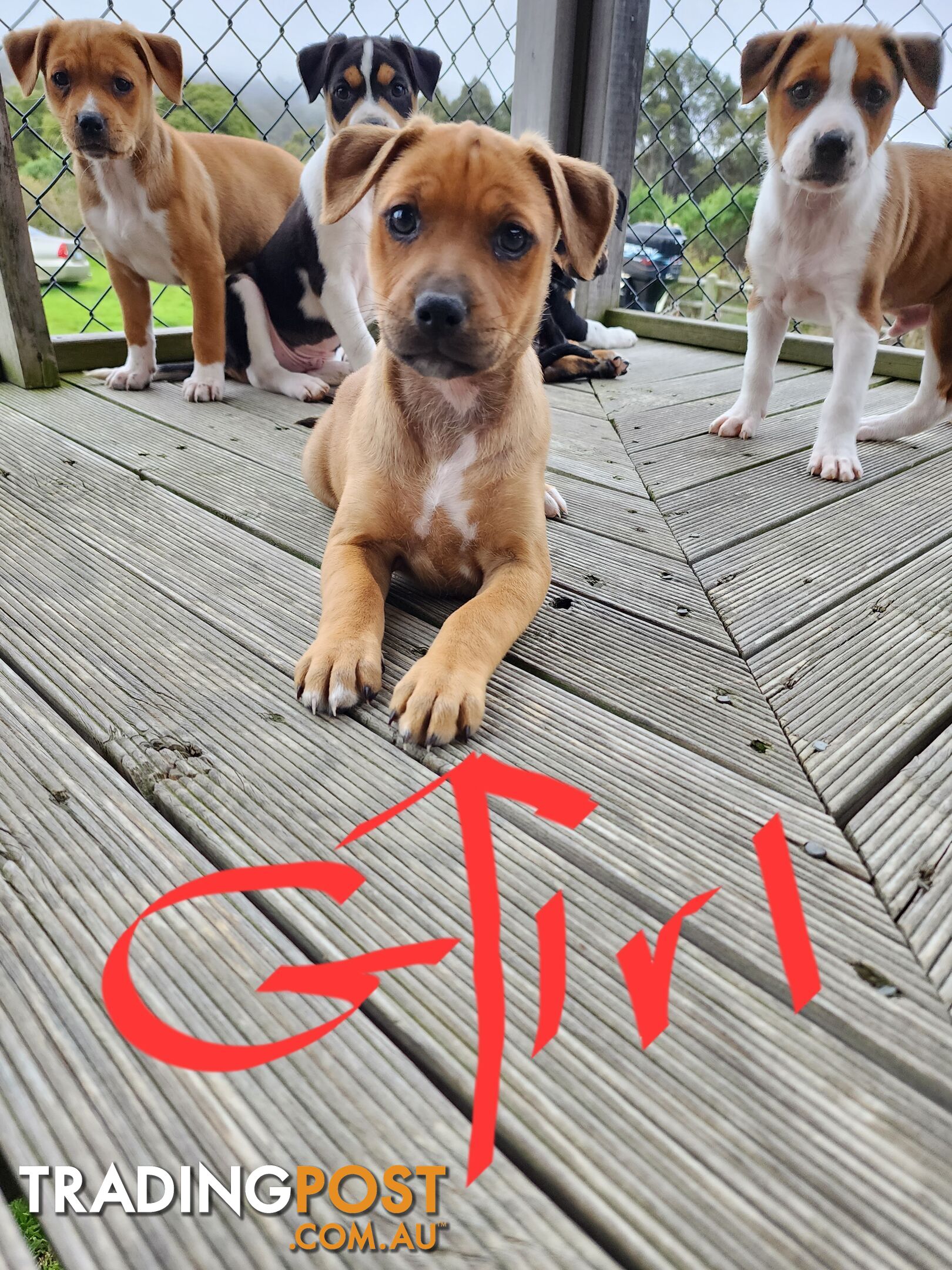 Kelpie x Ridgeback x staffy pups