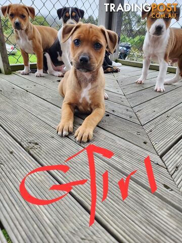 Kelpie x Ridgeback x staffy pups