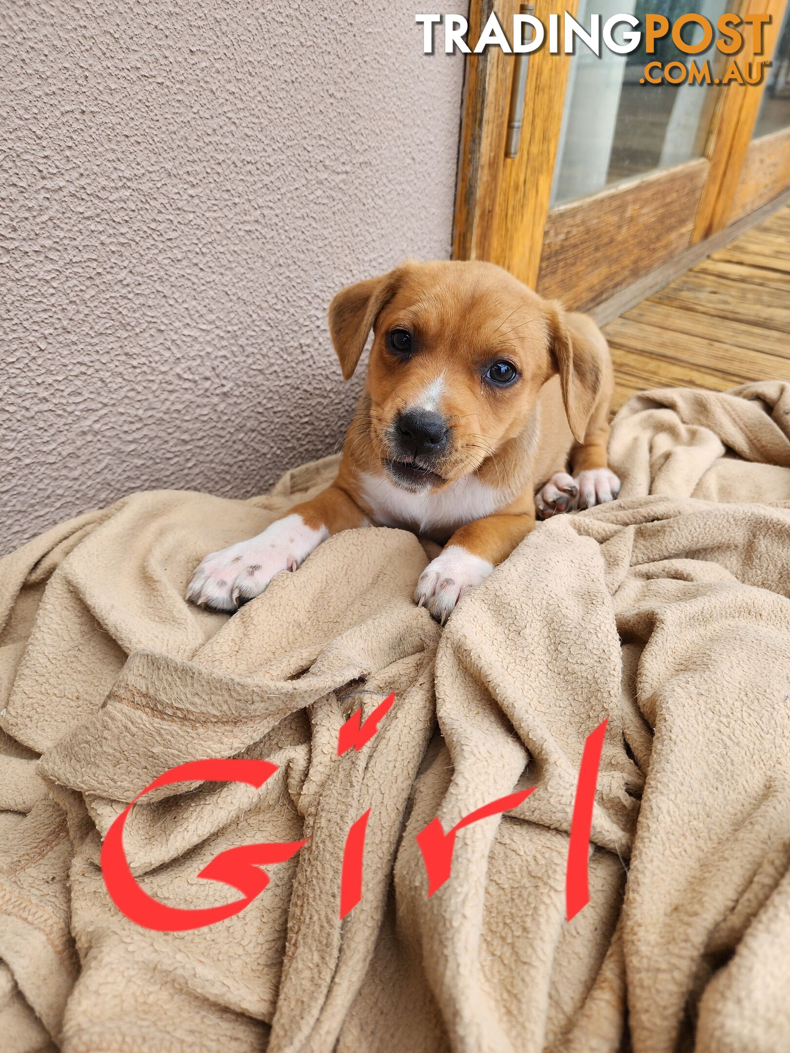 Kelpie x Ridgeback x staffy pups