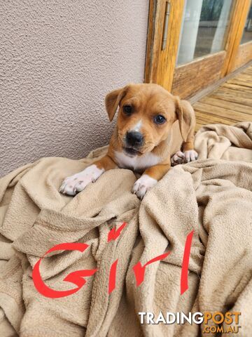 Kelpie x Ridgeback x staffy pups