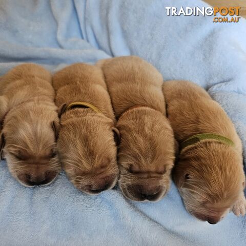 Pedigree Breeder with Papers