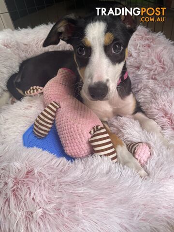 Beautiful Border Collie Puppy