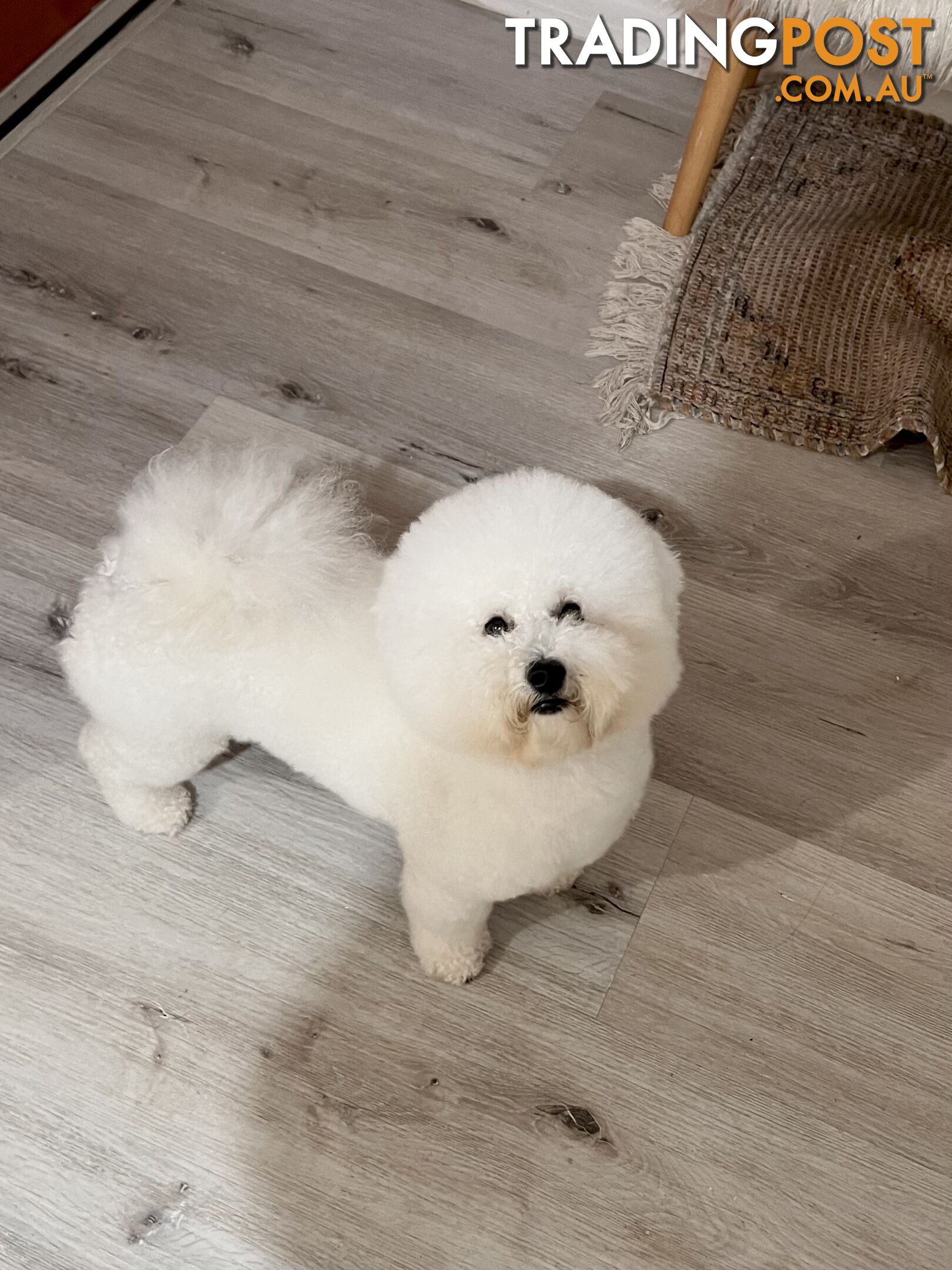 Pure bred Bichon Frise Male Puppy Louis