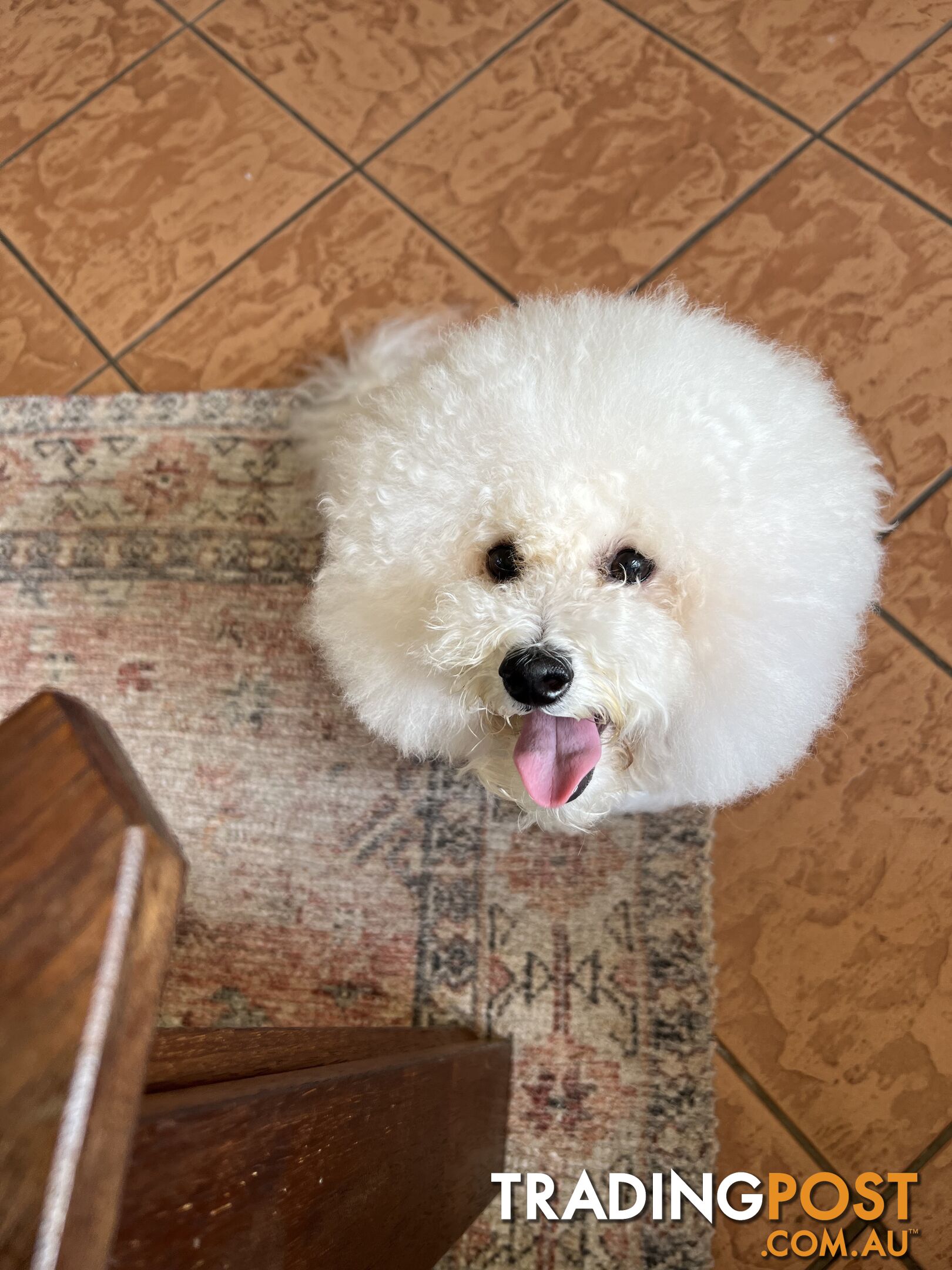 Pure bred Bichon Frise Male Puppy Louis