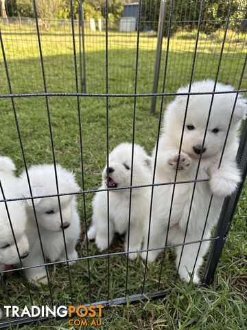Samoyed puppies for sale!