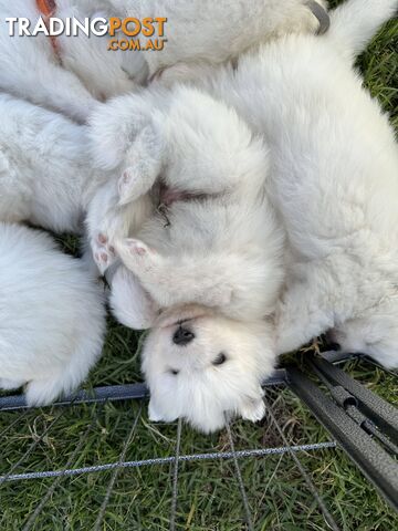 Samoyed puppies for sale!