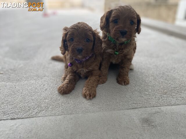 Toy Cavoodle Puppies Ruby Red