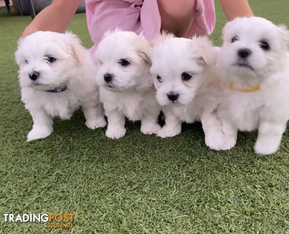 Maltese shih tzu puppies cheap for sale trading post