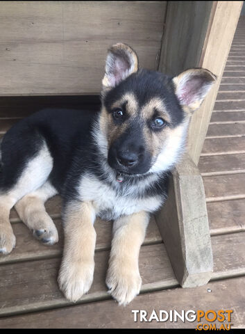 Siberian Husky  Shepherds