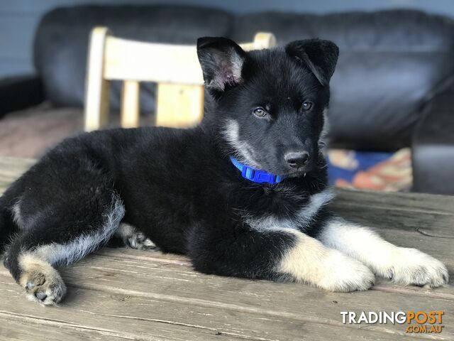 Siberian Husky  Shepherds