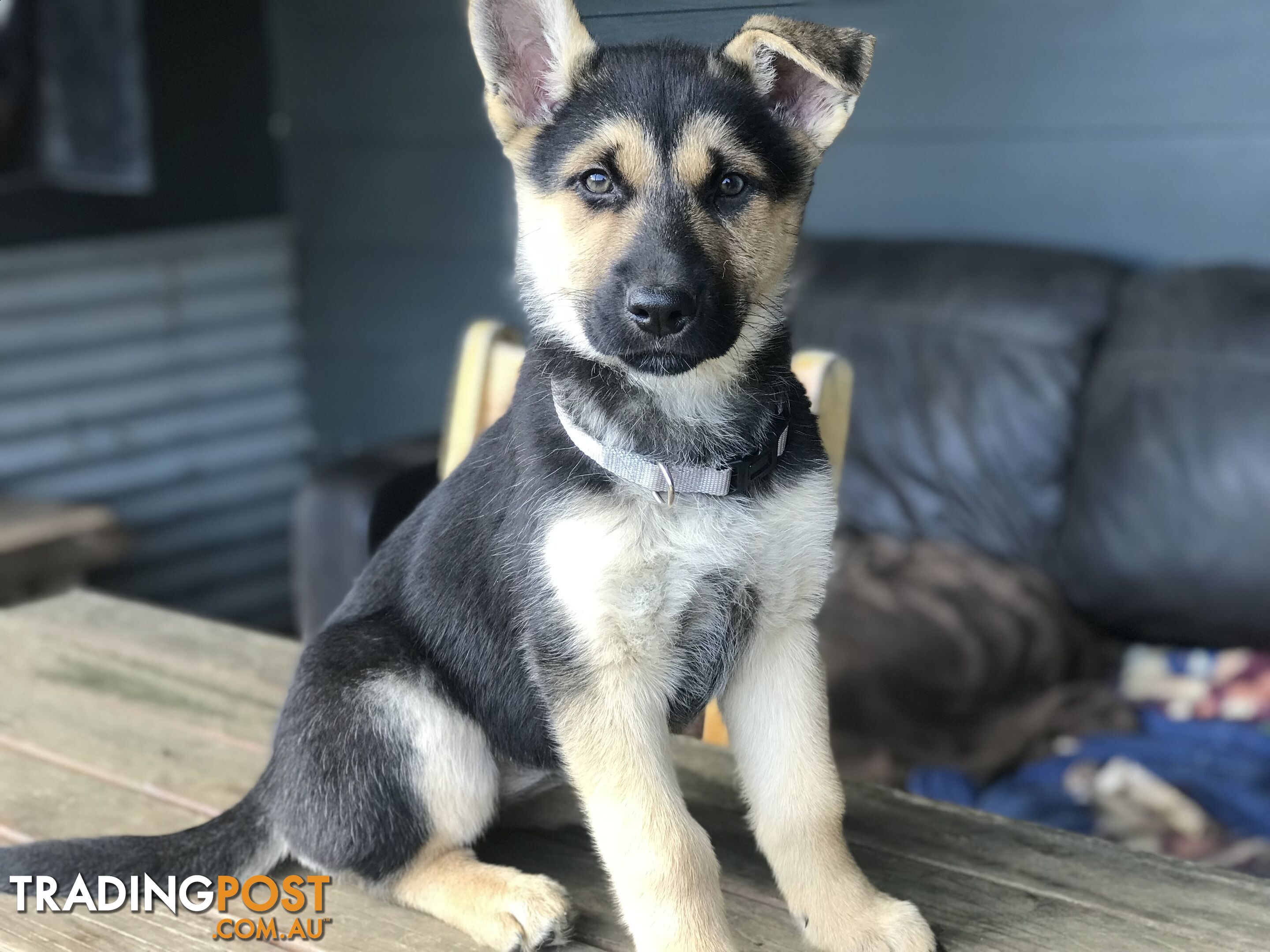 Siberian Husky  Shepherds