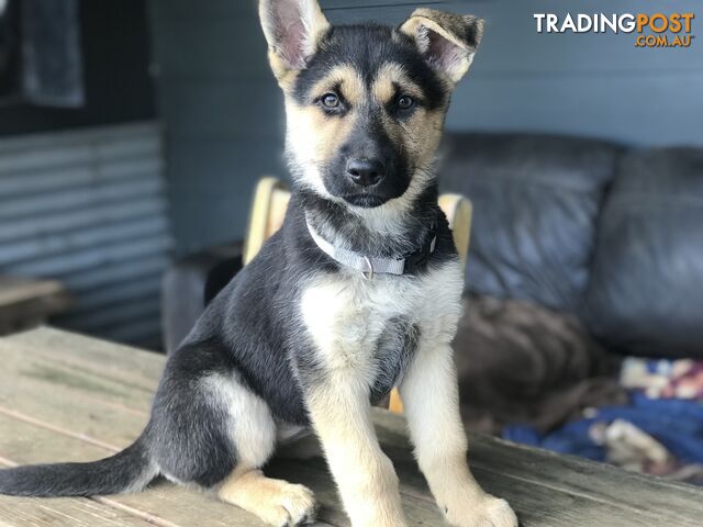 Siberian Husky  Shepherds