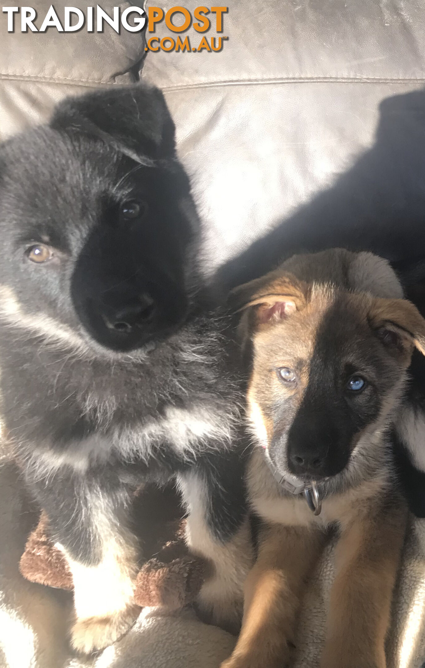 Siberian Husky  Shepherds