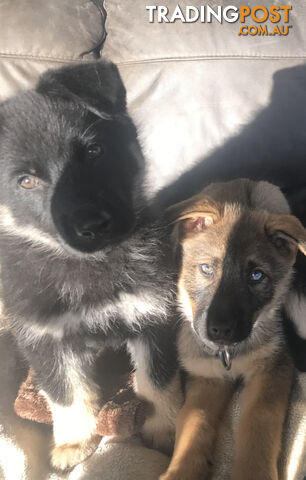 Siberian Husky  Shepherds