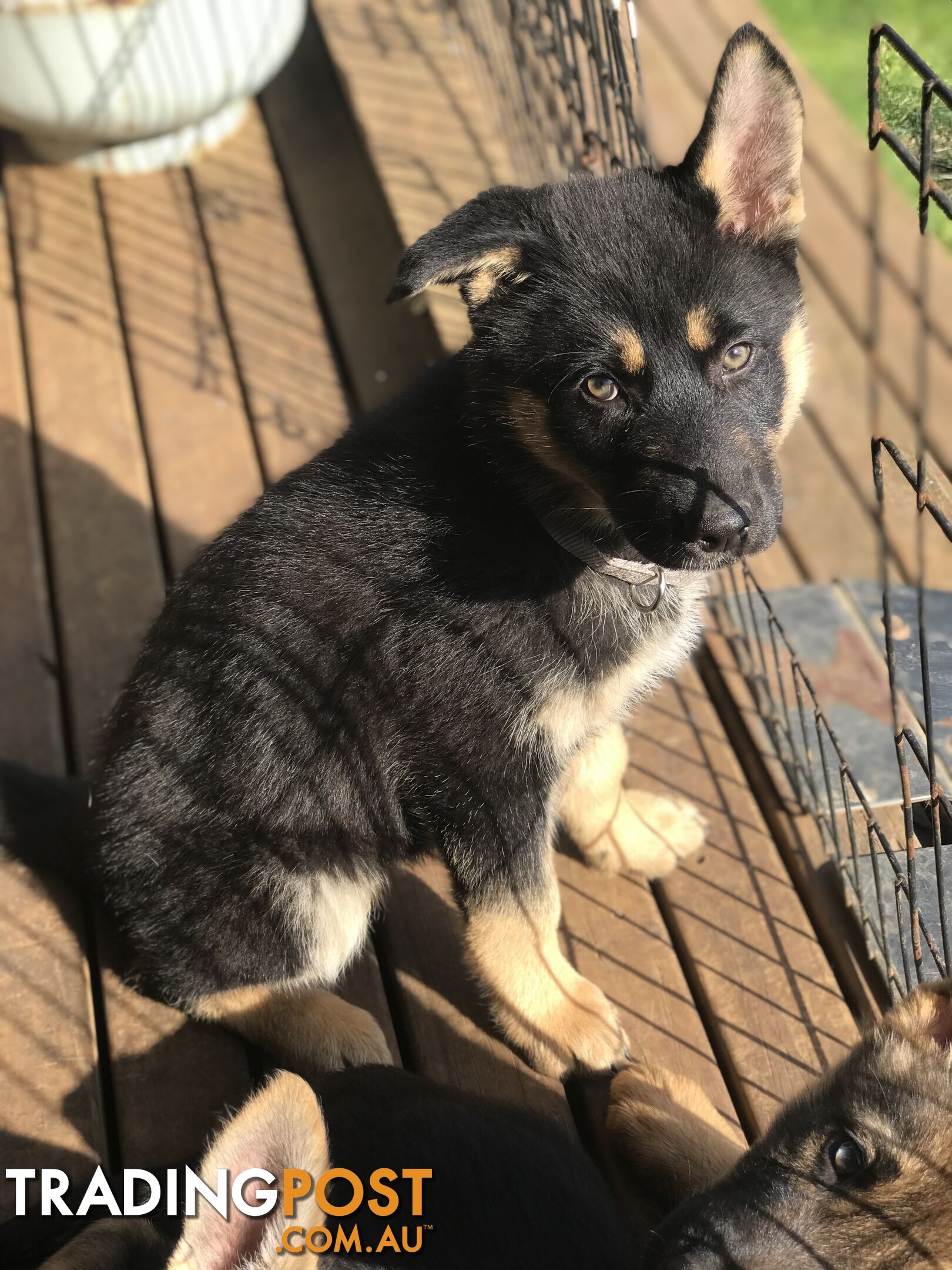 Siberian Husky  Shepherds