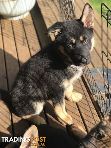 Siberian Husky  Shepherds