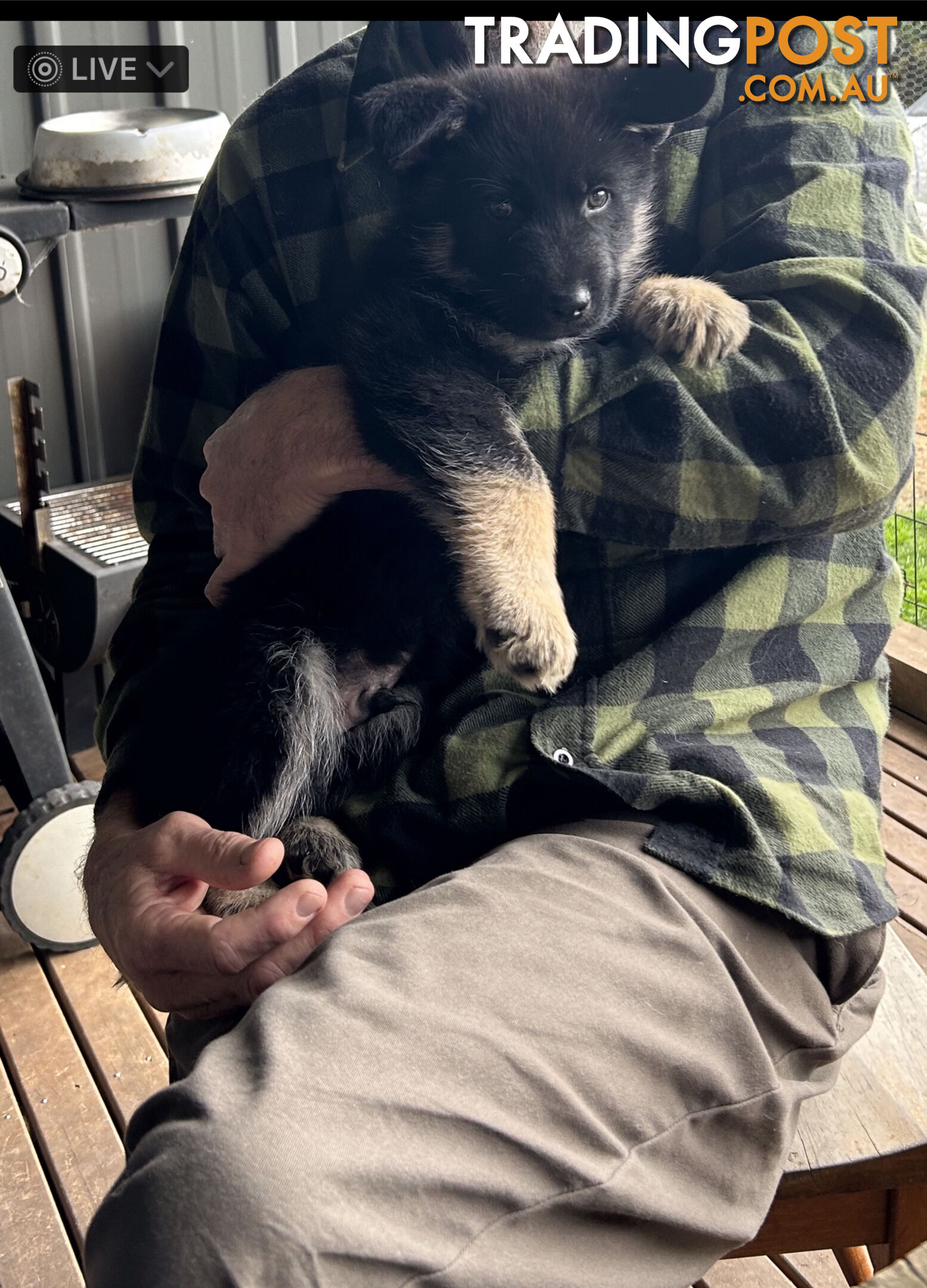 Siberian Husky  Shepherds