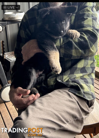 Siberian Husky  Shepherds