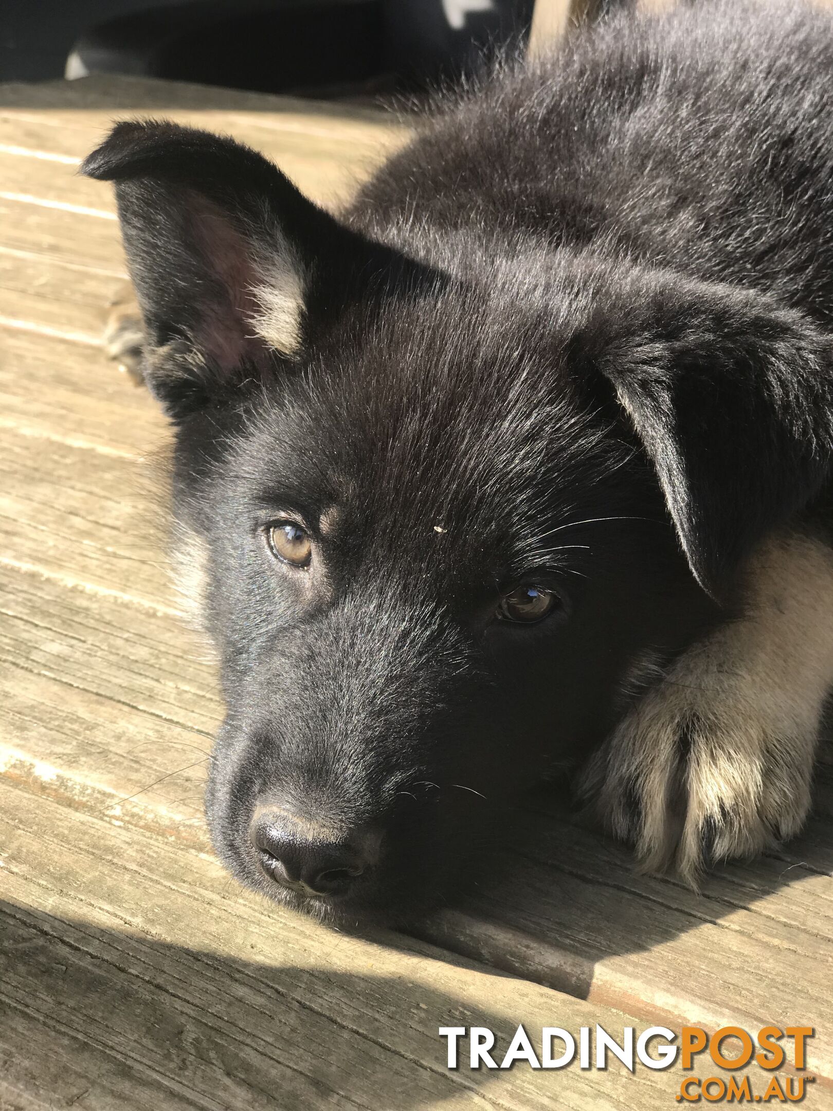 Siberian Husky  Shepherds