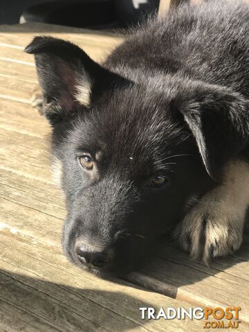 Siberian Husky  Shepherds