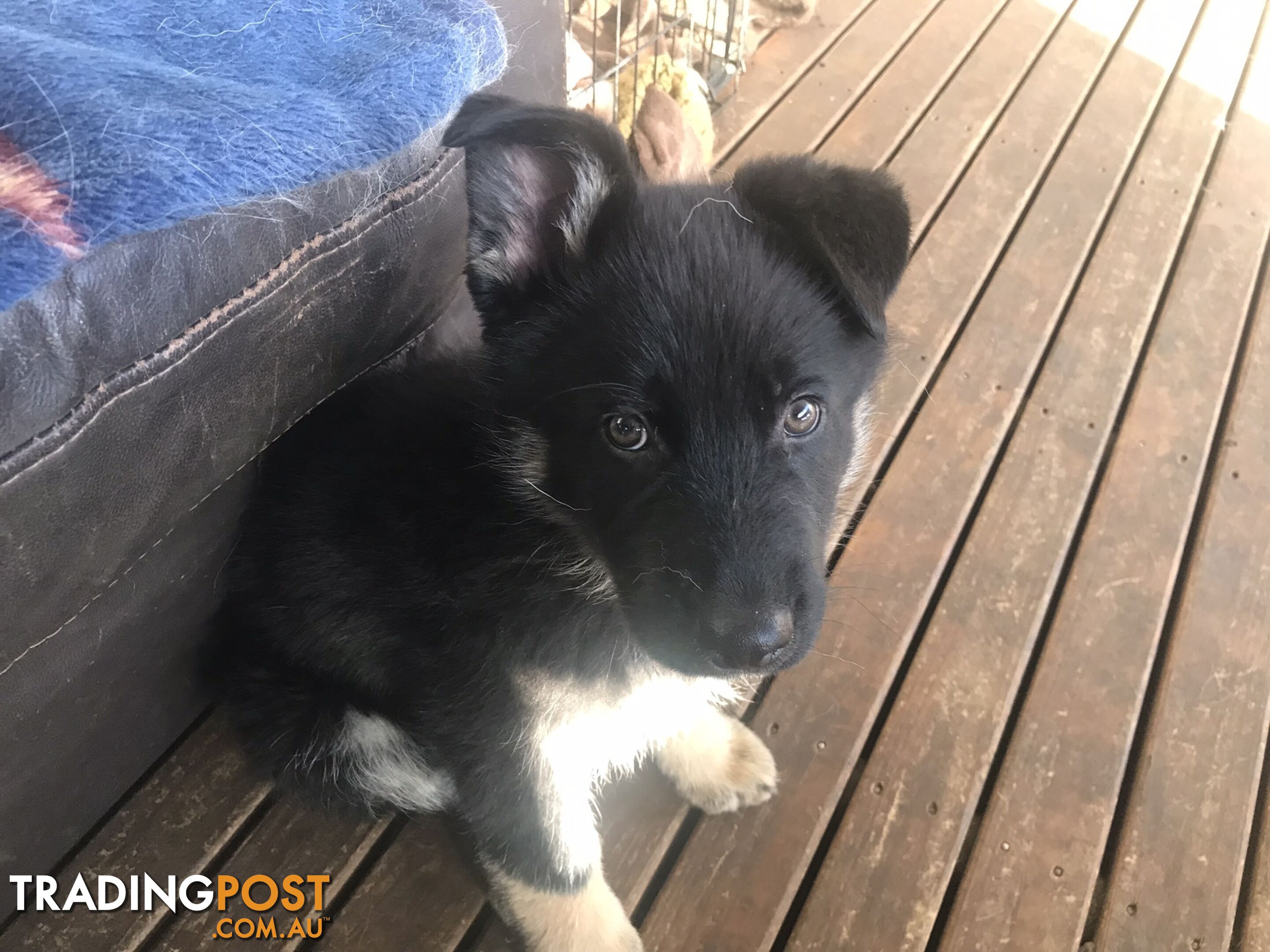 Siberian Husky  Shepherds