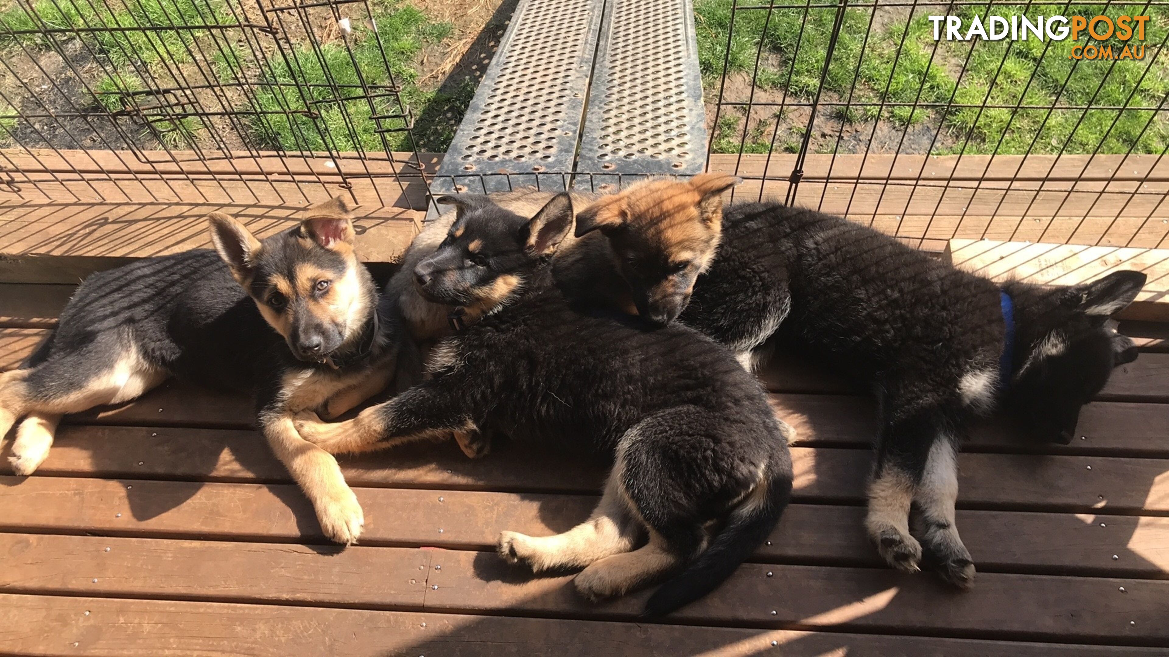 Siberian Husky  Shepherds