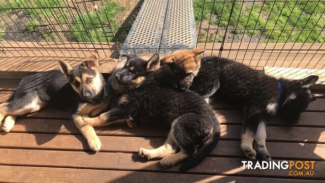 Siberian Husky  Shepherds