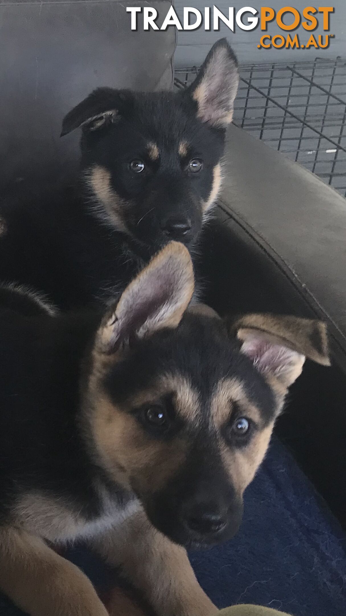 Siberian Husky  Shepherds