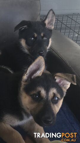 Siberian Husky  Shepherds