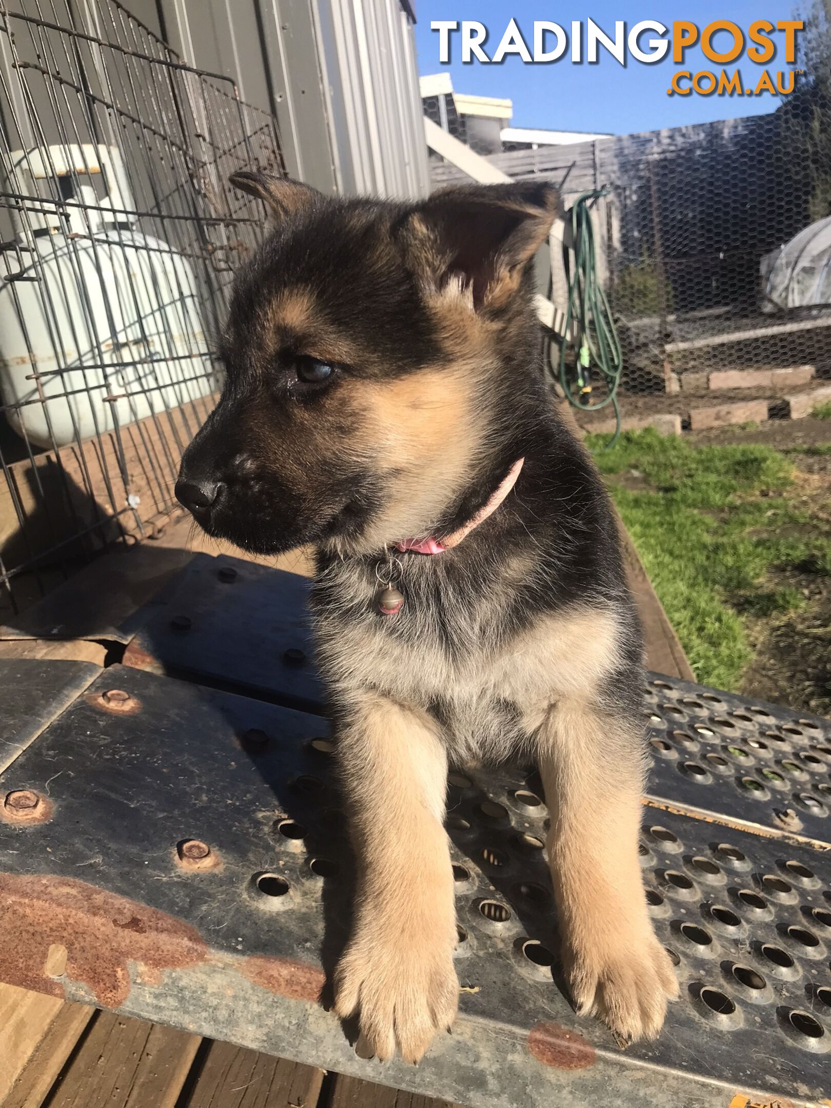 Siberian Husky  Shepherds