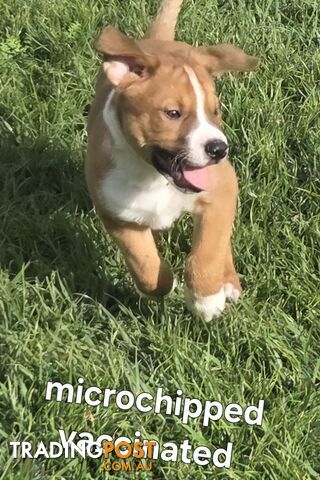 Puppies